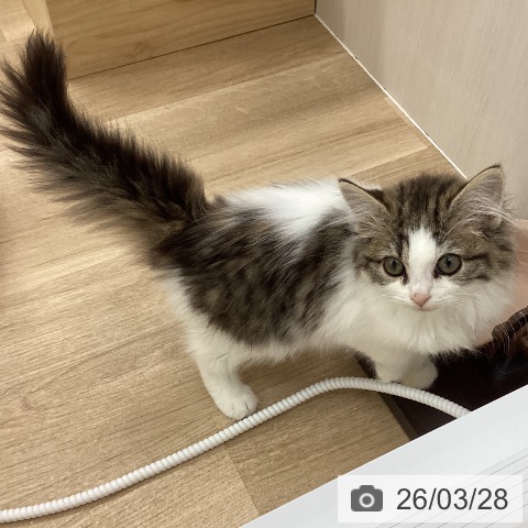 愛知県のサイベリアン (ペットプラス 千音寺店/2025年12月20日生まれ/女の子/ブラウンタビーホワイト)の子猫の4枚目の画像