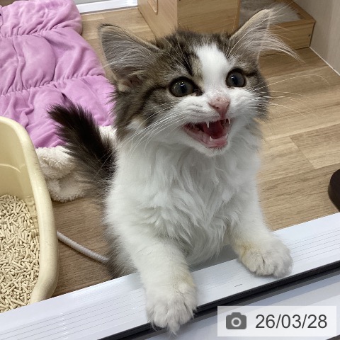 愛知県のサイベリアン (ペットプラス 千音寺店/2025年12月20日生まれ/女の子/ブラウンタビーホワイト)の子猫の3枚目の画像