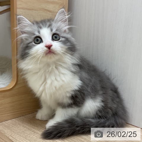 サイベリアンの写真