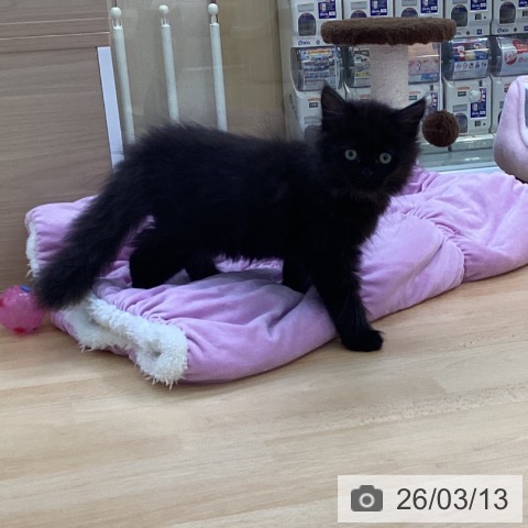 愛知県のマンチカン (ペットプラス 三好店/2025年12月21日生まれ/男の子/ブラック)の子猫の3枚目の画像