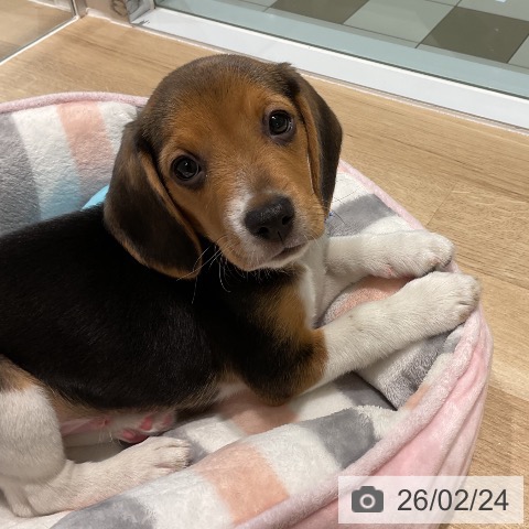 三重県のビーグル (ペットプラス 鈴鹿店/2025年12月23日生まれ/男の子/ハウンドカラー)の子犬の4枚目の画像