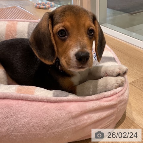 三重県のビーグル (ペットプラス 鈴鹿店/2025年12月23日生まれ/男の子/ハウンドカラー)の子犬の3枚目の画像