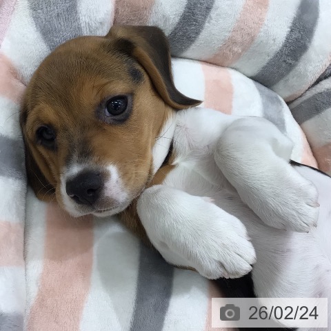 岐阜県のビーグル (ペットプラス 各務原店/2025年12月23日生まれ/女の子/ハウンドカラー)の子犬の4枚目の画像