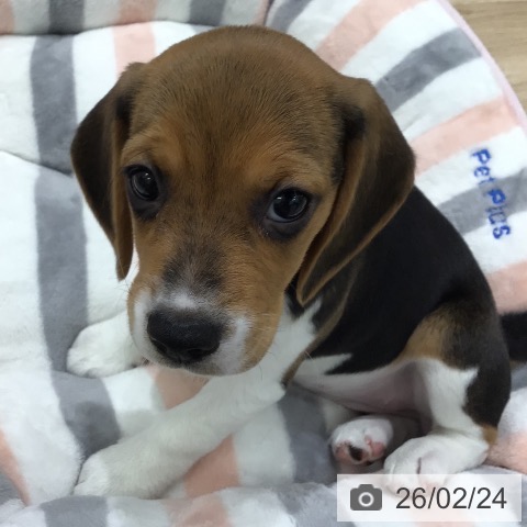 岐阜県のビーグル (ペットプラス 各務原店/2025年12月23日生まれ/女の子/ハウンドカラー)の子犬の3枚目の画像