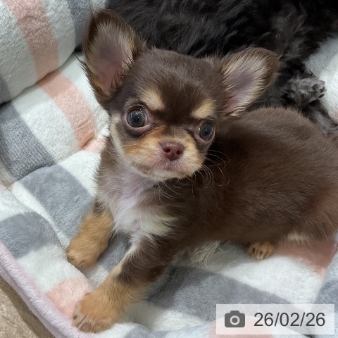 三重県のチワワ(ロング) (ペットプラス 鈴鹿店/2025年12月25日生まれ/女の子/チョコレートクリーム)の子犬の4枚目の画像