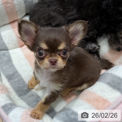 三重県のチワワ(ロング) (ペットプラス 鈴鹿店/2025年12月25日生まれ/女の子/チョコレートクリーム)の子犬の3枚目の画像