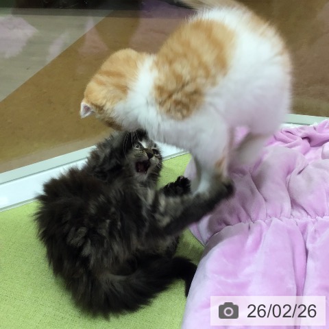 沖縄県のメインクーン (ペットプラス 沖縄ライカム店/2025年12月24日生まれ/女の子/ブラウンタビー)の子猫の3枚目の画像