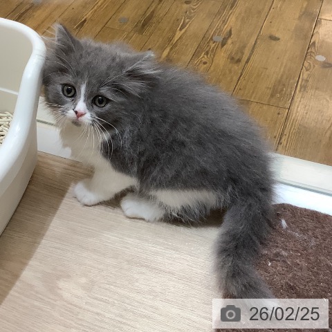 スコティッシュフォールドの写真