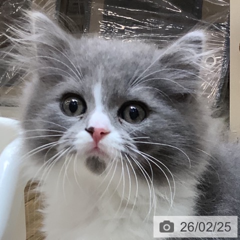 スコティッシュフォールドの写真