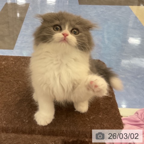 福岡県のスコティッシュフォールド (ペットプラス 福岡伊都店/2025年12月24日生まれ/男の子/ブルーホワイト)の子猫の3枚目の画像