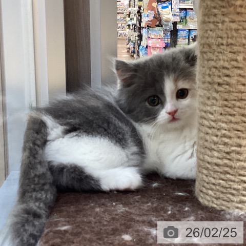 スコティッシュフォールドの写真