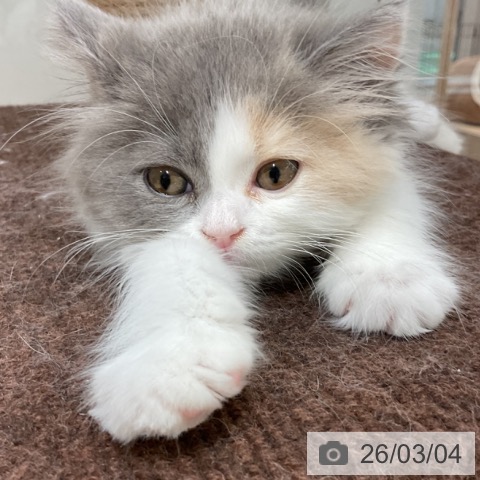 愛知県のスコティッシュフォールド (ペットプラス イオンモール長久手店/2025年12月24日生まれ/女の子/ダイリュートキャリコ)の子猫の4枚目の画像