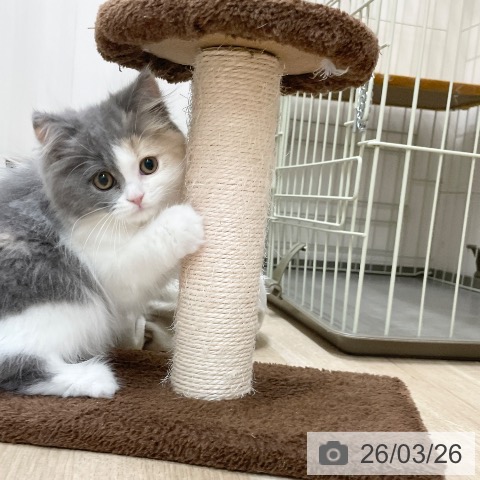 スコティッシュフォールドの写真