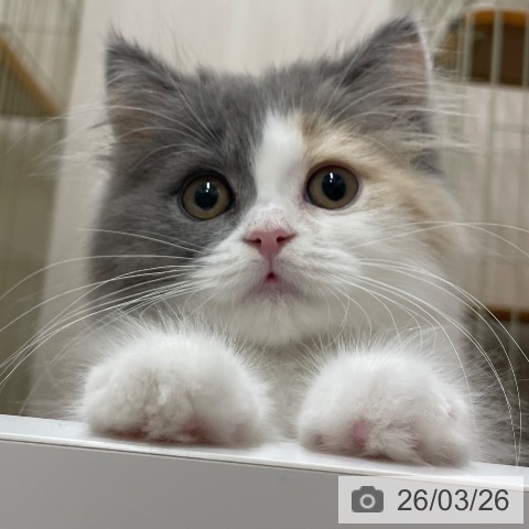 スコティッシュフォールドの写真