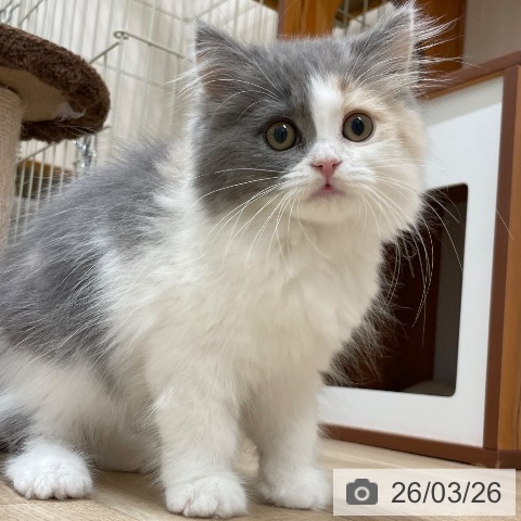 愛知県のスコティッシュフォールド (ペットプラス 上飯田店/2025年12月24日生まれ/女の子/ダイリュートキャリコ)の子猫の4枚目の画像