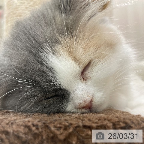 スコティッシュフォールドの写真