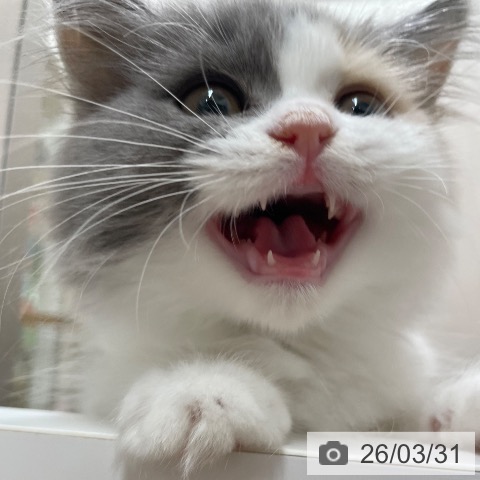 スコティッシュフォールドの写真