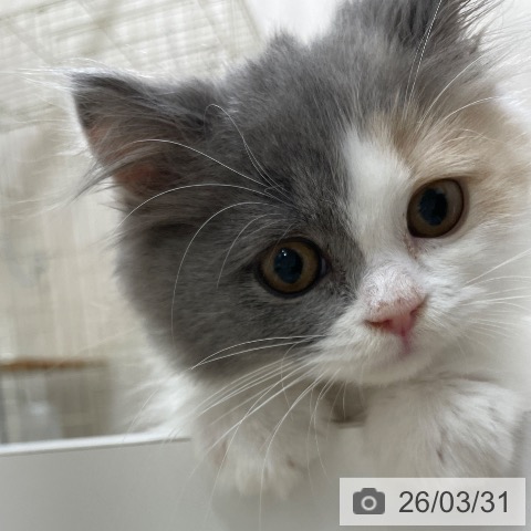 スコティッシュフォールドの写真