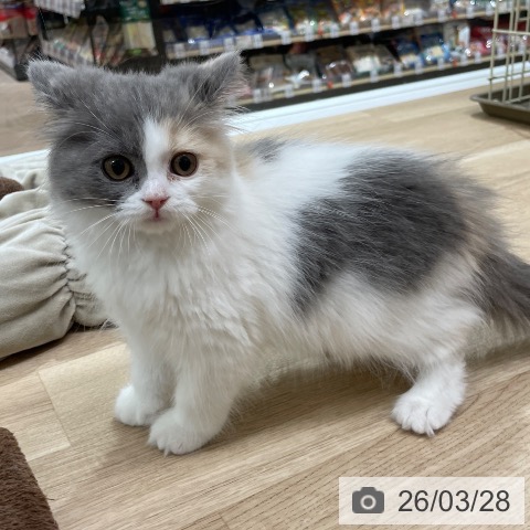 スコティッシュフォールドの写真