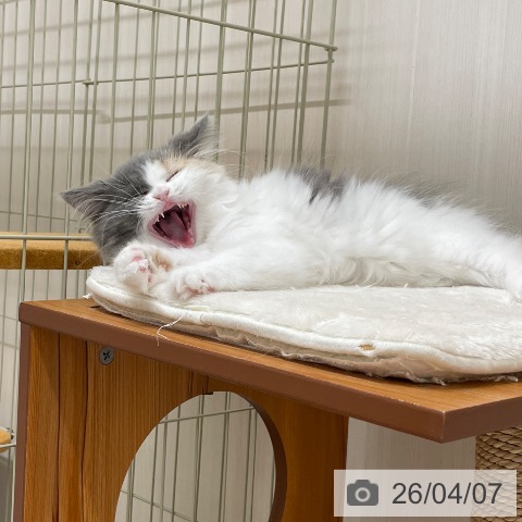 スコティッシュフォールドの写真