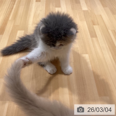 愛知県のスコティッシュフォールド (ペットプラス イオンモール長久手店/2025年12月24日生まれ/女の子/ダイリュートキャリコ)の子猫の3枚目の画像