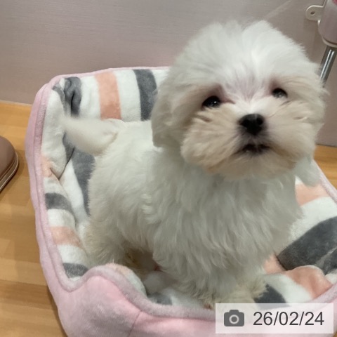 マルチーズの写真