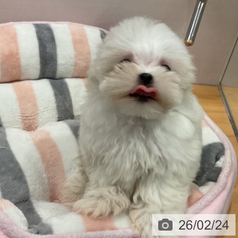 マルチーズの写真