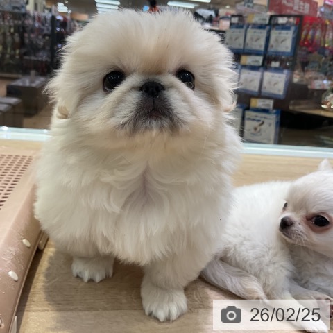 愛知県のペキニーズ (ペットプラス 岡崎店/2025年12月24日生まれ/女の子/クリーム)の子犬の4枚目の画像