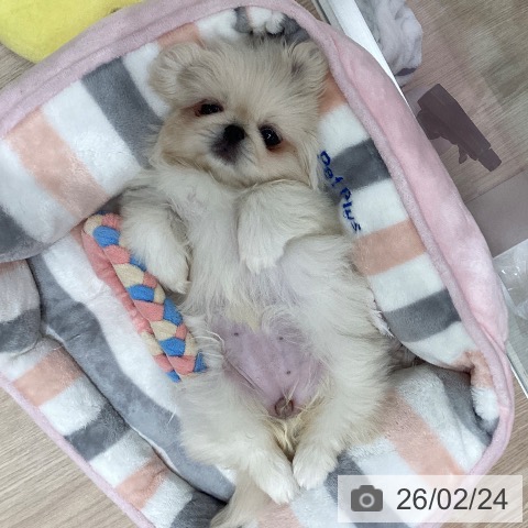 ペキニーズの写真