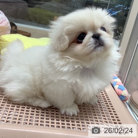 ペキニーズの写真