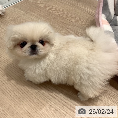 ペキニーズの写真