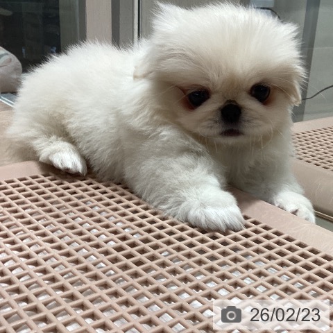 ペキニーズの写真