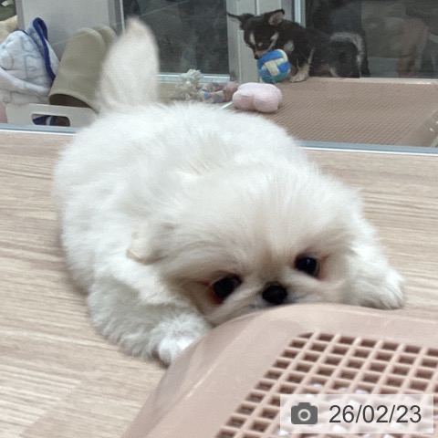 石川県のペキニーズ (ペットプラス 白山店/2025年12月24日生まれ/女の子/クリーム)の子犬の4枚目の画像