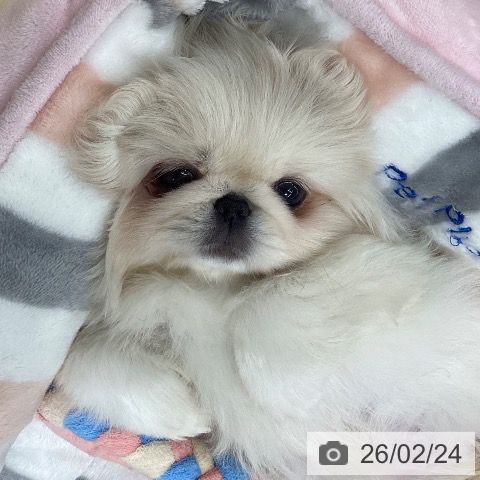 石川県のペキニーズ (ペットプラス 白山店/2025年12月24日生まれ/女の子/クリーム)の子犬の3枚目の画像