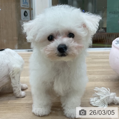 ビション・フリーゼの写真