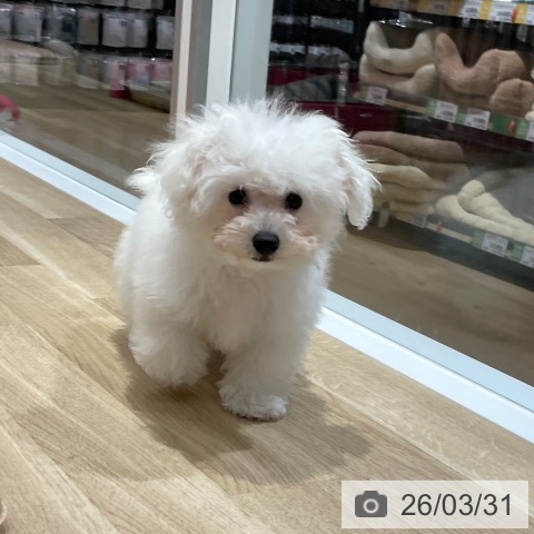 ビション・フリーゼの写真