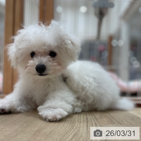 ビション・フリーゼの写真