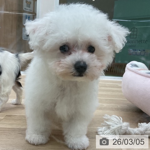 愛知県のビションフリーゼ (ペットプラス mozoワンダーシティ店/2025年12月25日生まれ/男の子/ホワイト)の子犬の3枚目の画像