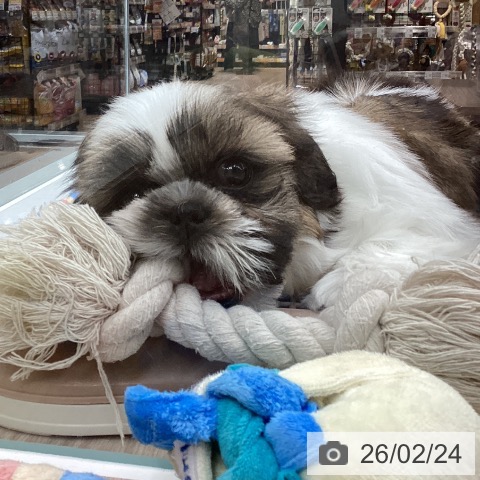 シー・ズーの写真