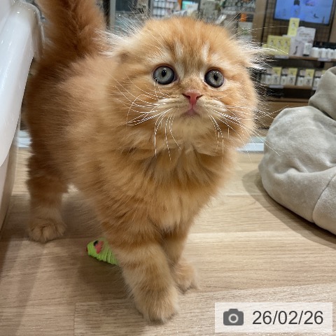 愛知県のスコティッシュフォールド (ペットプラス ナゴヤドーム前店/2025年12月25日生まれ/男の子/レッドタビー)の子猫の4枚目の画像