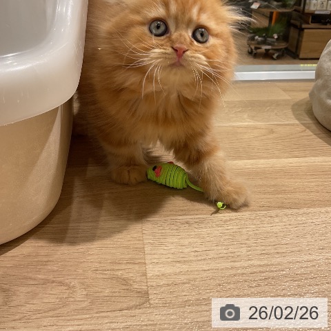 愛知県のスコティッシュフォールド (ペットプラス ナゴヤドーム前店/2025年12月25日生まれ/男の子/レッドタビー)の子猫の3枚目の画像