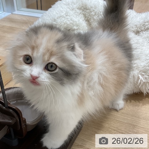 愛知県のスコティッシュフォールド (ペットプラス ナゴヤドーム前店/2025年12月25日生まれ/女の子/ブルーパッチドタビーホワイト)の子猫の4枚目の画像