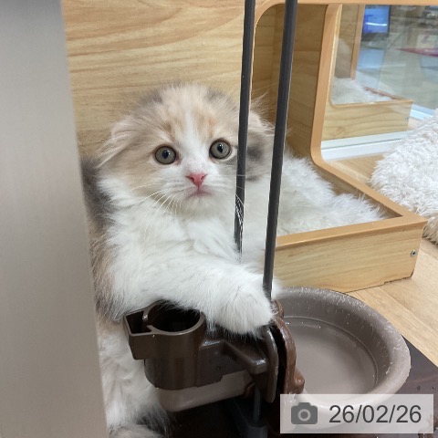 愛知県のスコティッシュフォールド (ペットプラス ナゴヤドーム前店/2025年12月25日生まれ/女の子/ブルーパッチドタビーホワイト)の子猫の3枚目の画像