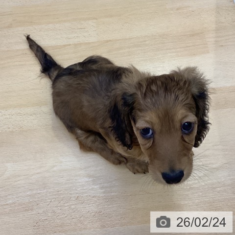 ミニチュア・ダックスフンドの写真