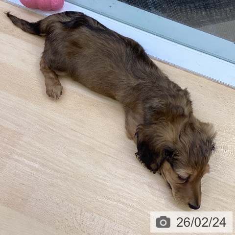 ミニチュア・ダックスフンドの写真