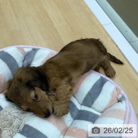 三重県のミニチュアダックスフンド(ロング) (ペットプラス 津南店/2025年12月23日生まれ/男の子/レッド)の子犬の3枚目の画像