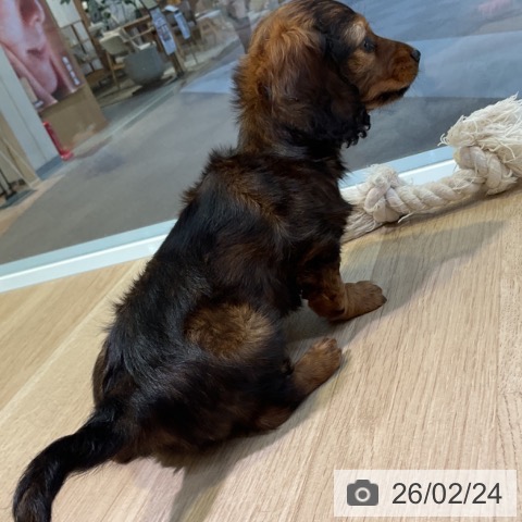 ミニチュア・ダックスフンドの写真