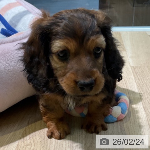 ミニチュア・ダックスフンドの写真