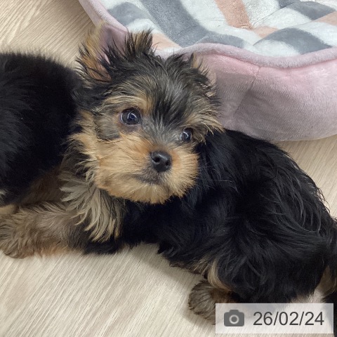 福井県のヨークシャーテリア (ペットプラス 福井店/2025年12月23日生まれ/男の子/スチールブルータン)の子犬の4枚目の画像