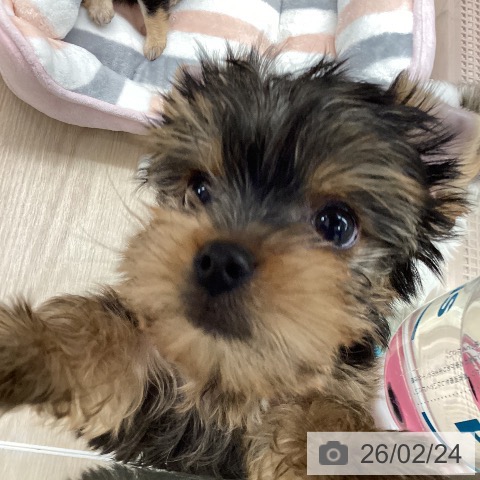 ヨークシャー・テリアの写真